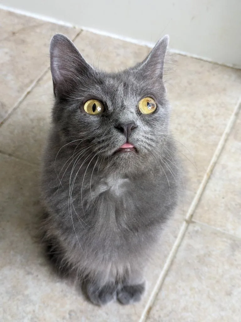 Macy Gray thumbnail 2