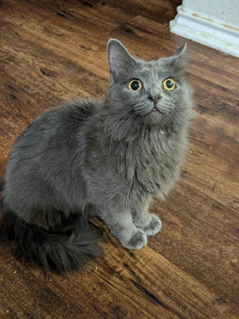 Macy Gray thumbnail 4