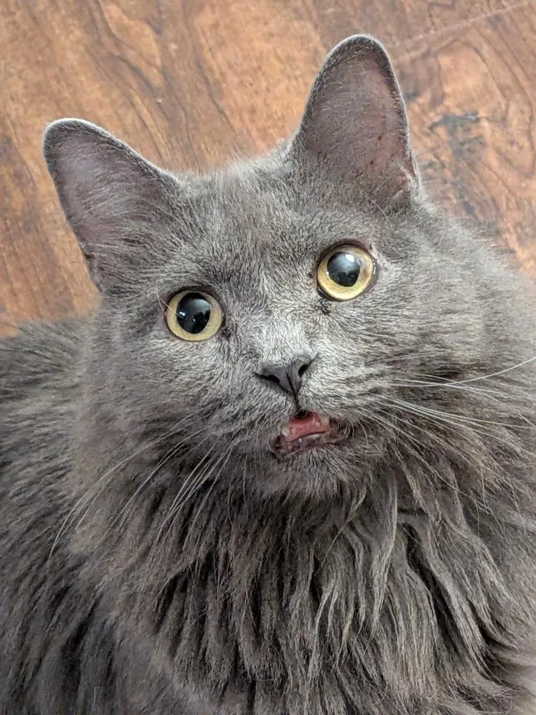 Macy Gray thumbnail 5