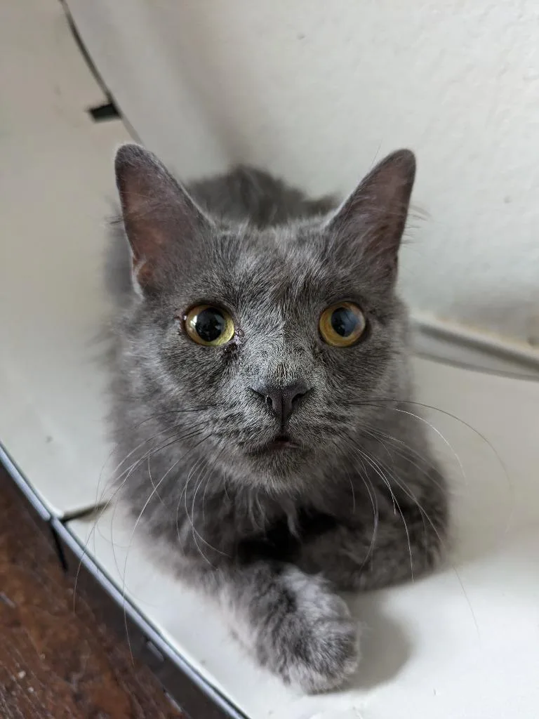 Macy Gray thumbnail 6