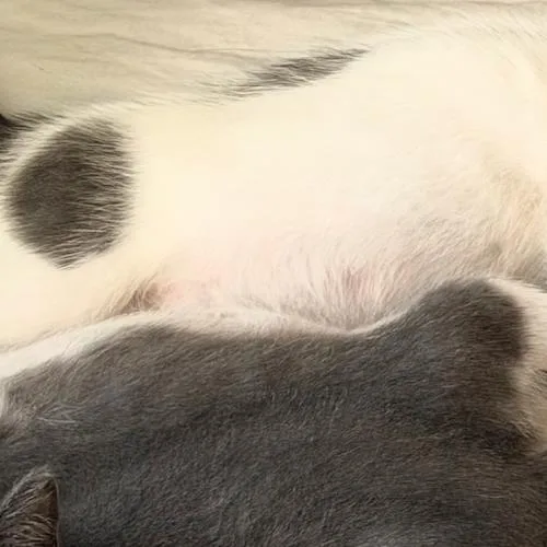 A baby small-sized female White Domestic Short Hair cat named Rosie for adoption in Durham, NC