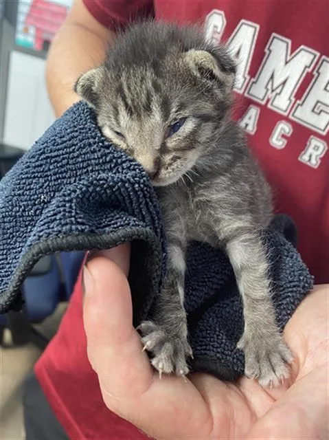 A baby medium-sized male Domestic Short Hair cat named Ranger for adoption in Dallas, TX