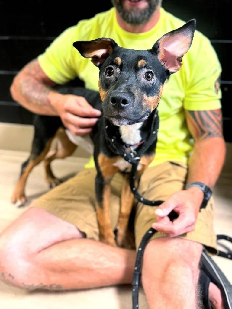 A baby medium-sized female Mixed Breed dog named Chevron for adoption in Effingham, IL
