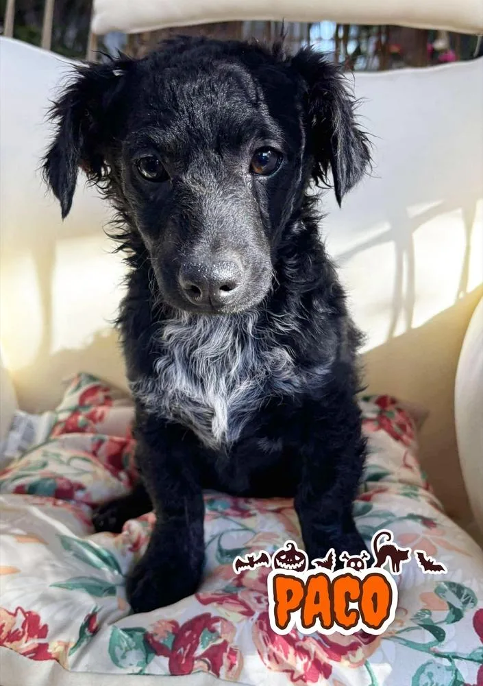 A baby small-sized male Tricolor (Brown, Black, & White) Poodle dog named Paco for adoption in Santa Clarita, CA