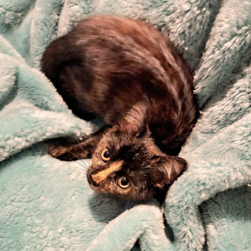 A baby small-sized female Domestic Short Hair cat named Caramel for adoption in Cumming, GA