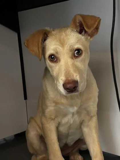 A baby medium-sized female Labrador Retriever dog named Zev for adoption in New Orleans, LA