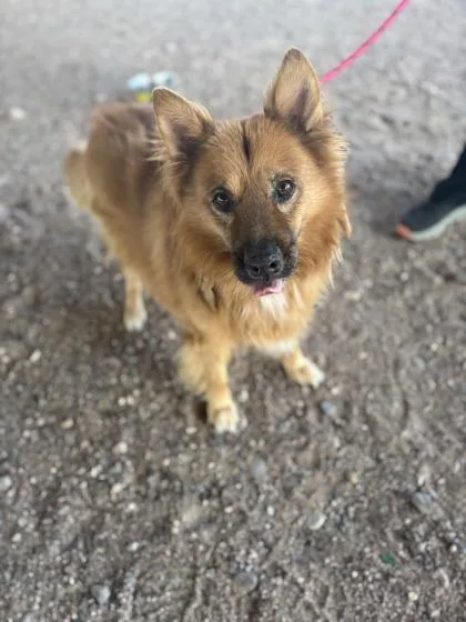A senior large-sized male Golden Retriever dog named Golden for adoption in El Paso, TX