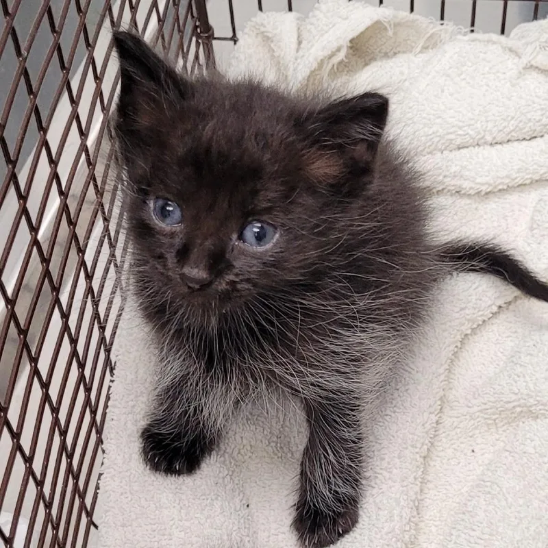 A baby small-sized male Black Domestic Short Hair cat named Chief Powathan for adoption in Los Angeles, CA