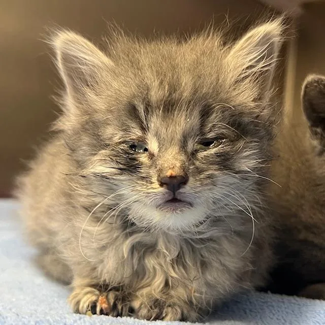 A baby small-sized female Gray / Blue / Silver Domestic Medium Hair cat named Opal for adoption in Lake Panasoffkee, FL