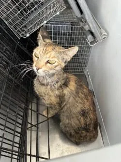 A young large-sized female Domestic Short Hair cat named Catalina for adoption in Stockton, CA