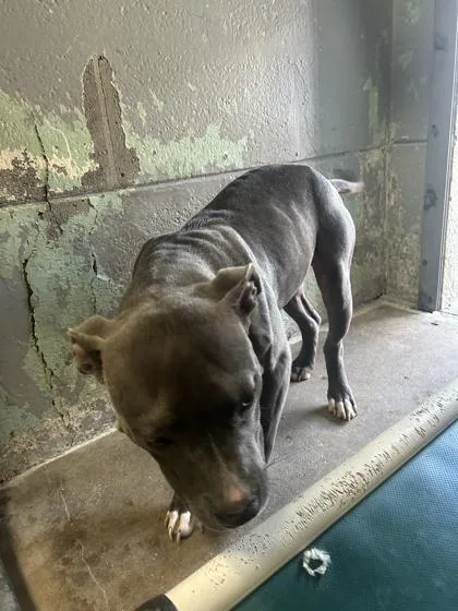 An adult medium-sized male Mixed Breed dog named Blueberry for adoption in Largo, FL