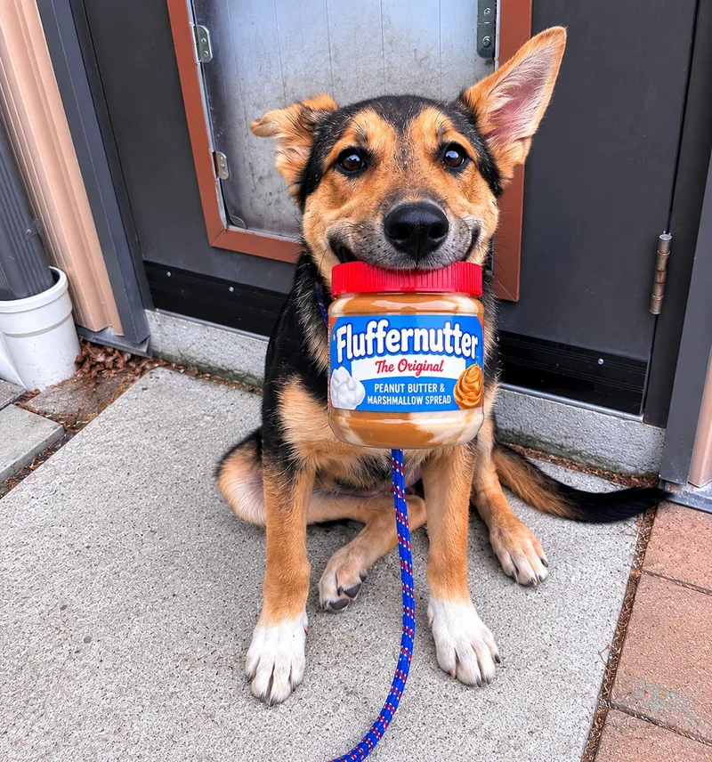 A baby medium-sized female Shepherd dog named Fluffanutter for adoption in Pembroke, MA