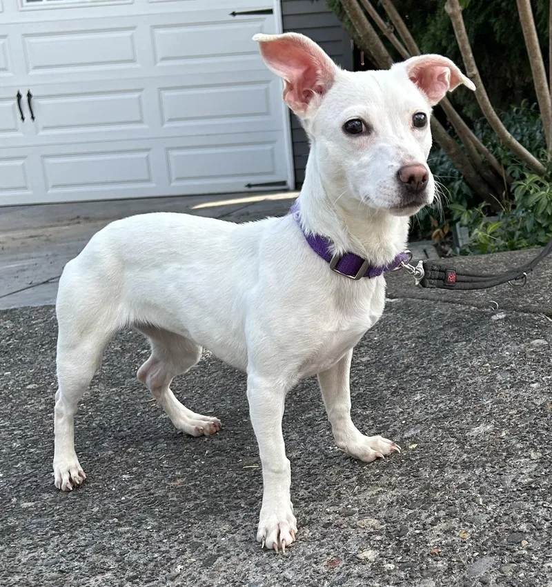 A young small-sized female Chihuahua dog named Mary Lou for adoption in Tigard, OR
