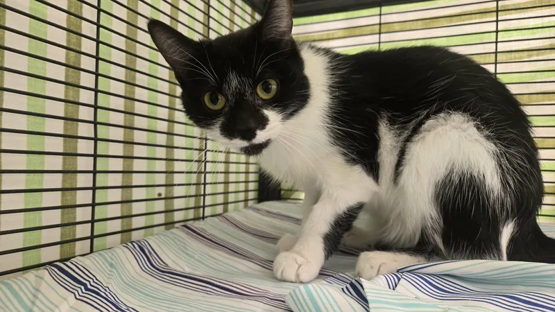 A young medium-sized female Domestic Short Hair cat named Stringbean for adoption in Martinsville, IN