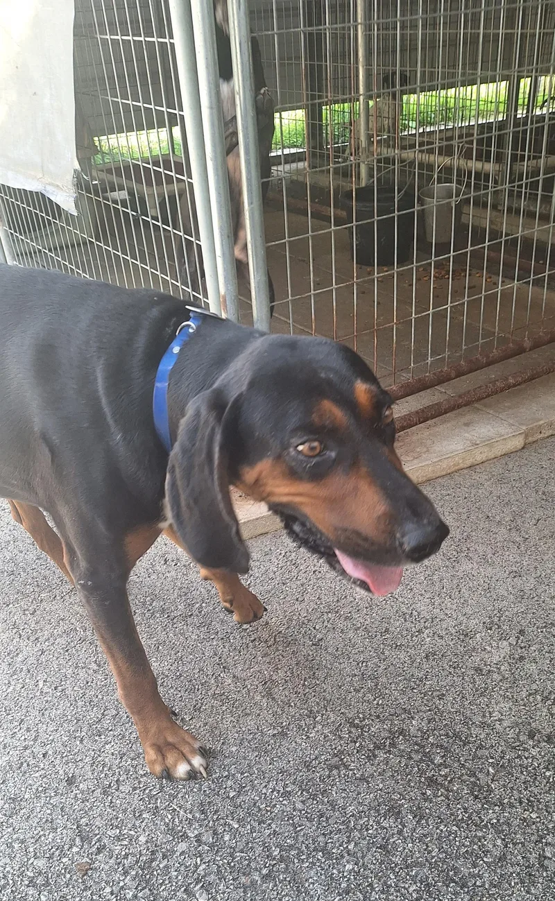 An adult large-sized male Black and Tan Coonhound dog named Tanner for adoption in Stanton, KY