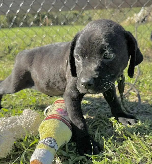 A baby large-sized female American Bulldog dog named Dusty for adoption in Tarrytown, GA