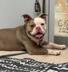 A young medium-sized female White / Cream English Bulldog dog named Feta for adoption in Ashland, VA