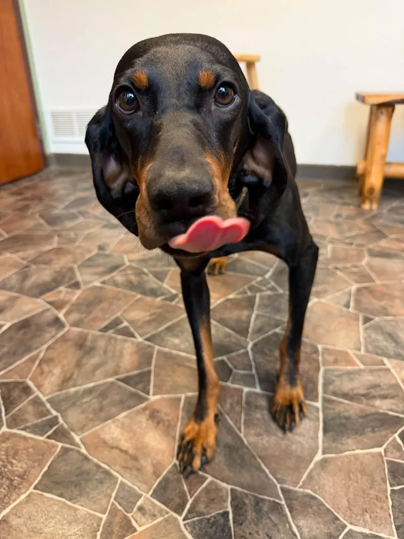 An adult medium-sized female Black and Tan Coonhound dog named Serenity for adoption in Sterling Heights, MI