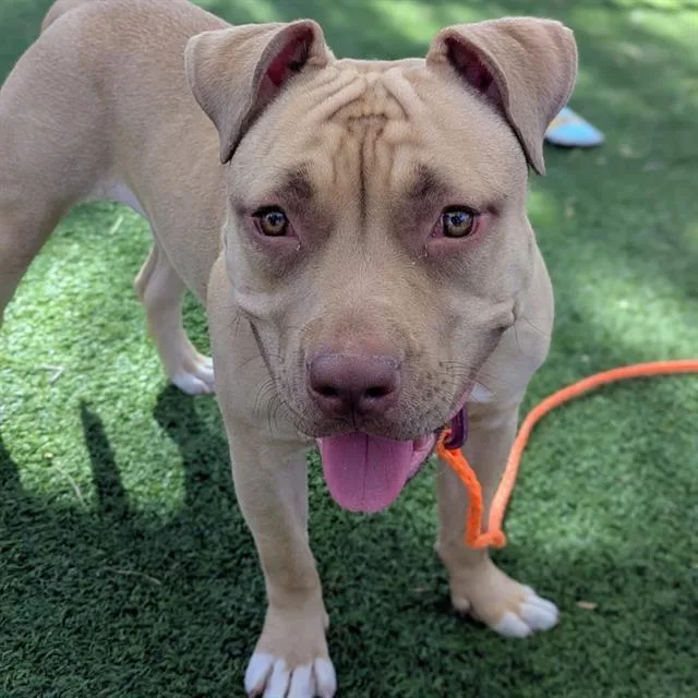 An adult large-sized female Pit Bull Terrier dog named Chelsea for adoption in Las Vegas, NV