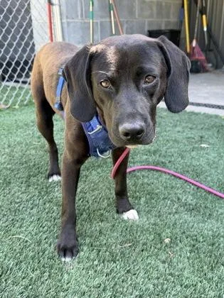 An adult medium-sized male Hound dog named Eeyore for adoption in Savannah, GA