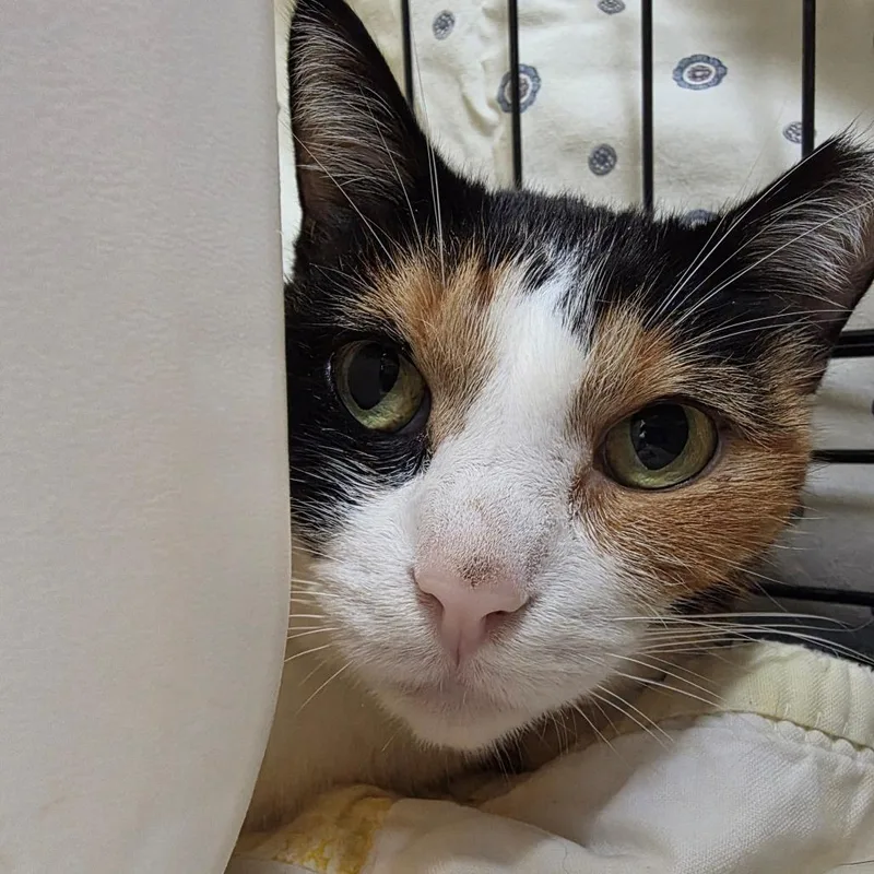 An adult medium-sized female Calico Domestic Short Hair cat named Mew for adoption in Oshkosh, WI