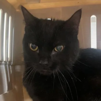 An adult medium-sized male Domestic Short Hair cat named Ovaltine for adoption in Cincinnati, OH