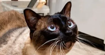 A senior large-sized male Siamese cat named Mao for adoption in Austin, TX