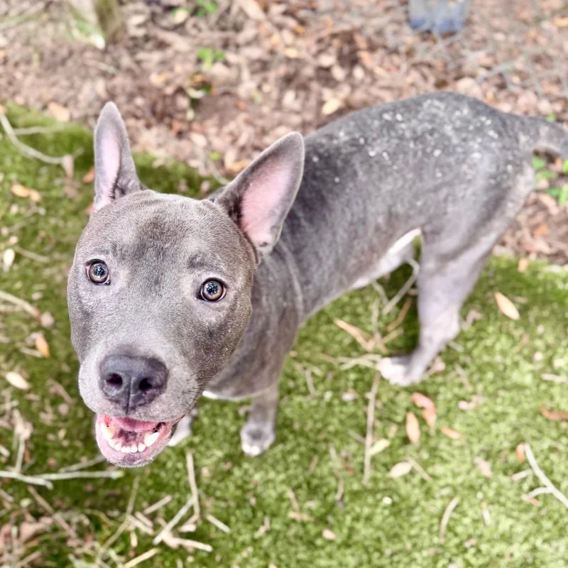 A young medium-sized male Gray / Blue / Silver Mixed Breed dog named Thor for adoption in Milton, FL