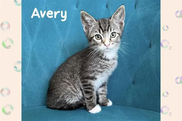 A baby small-sized female Domestic Short Hair cat named Avery for adoption in Tustin, CA