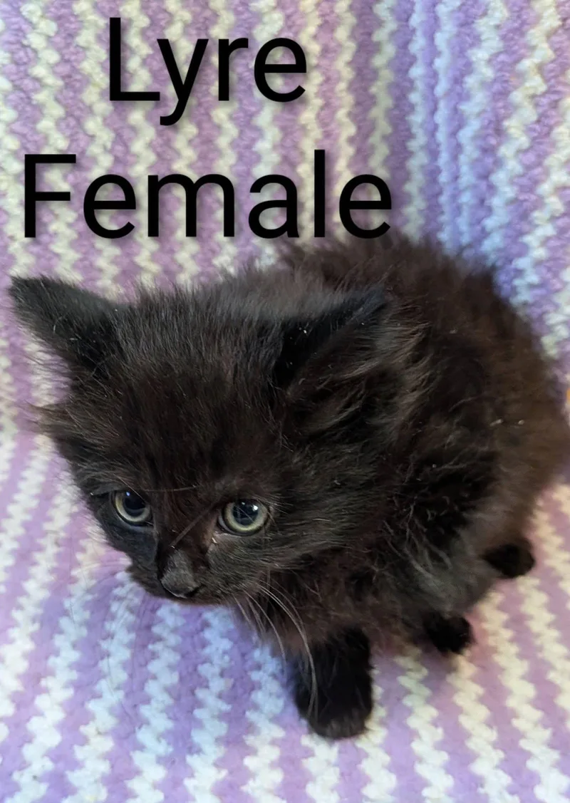 A baby small-sized female Black Domestic Long Hair cat named Lyre for adoption in Clarksville, TN