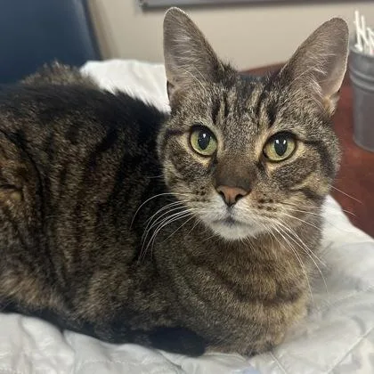 An adult medium-sized male Domestic Short Hair cat named Toby for adoption in Merriam, KS