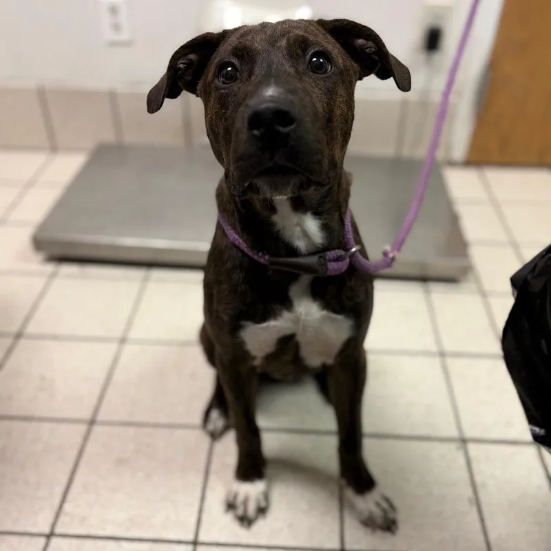 A young small-sized male Mixed Breed dog named Nori for adoption in Charleston, WV