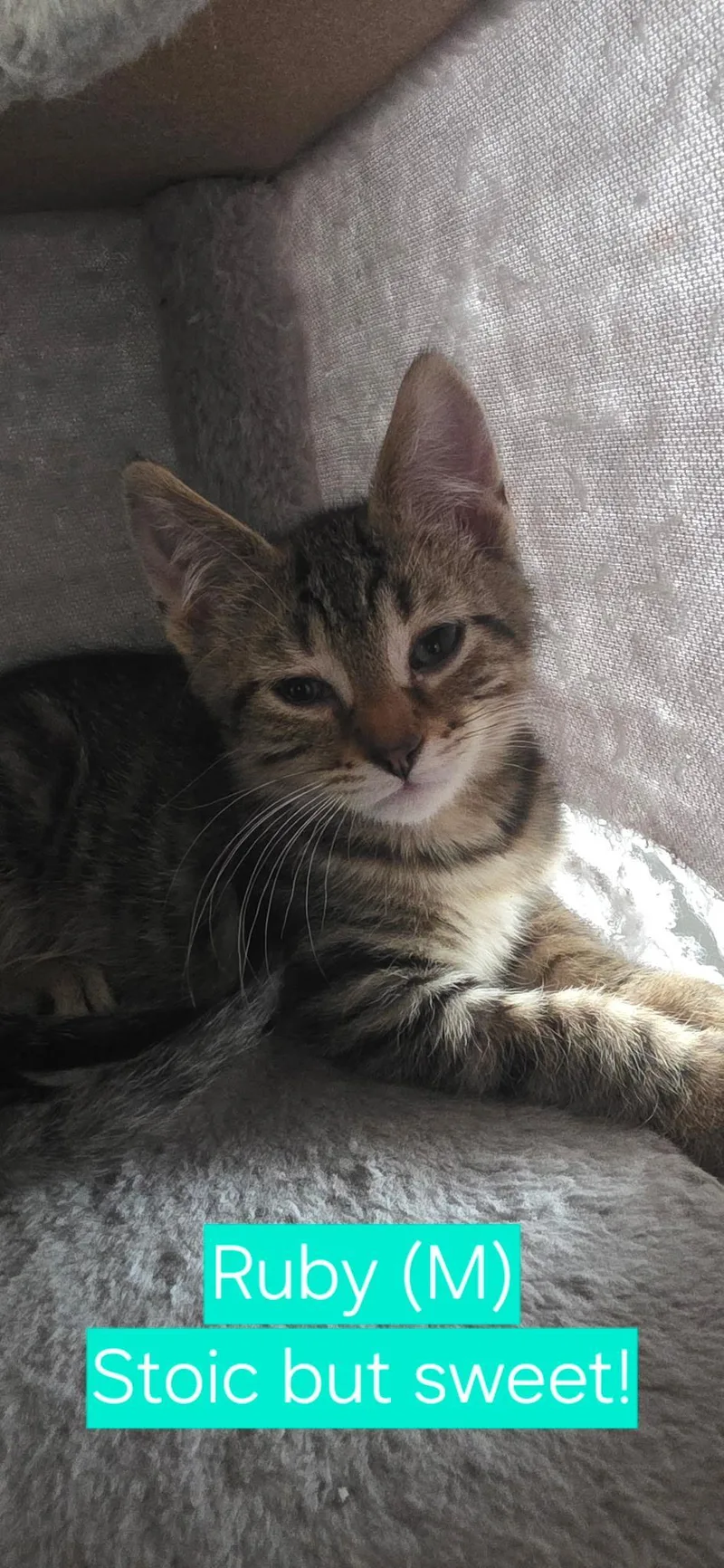 A baby medium-sized male Tabby (Brown / Chocolate) Domestic Short Hair cat named Ruby for adoption in Mokena, IL