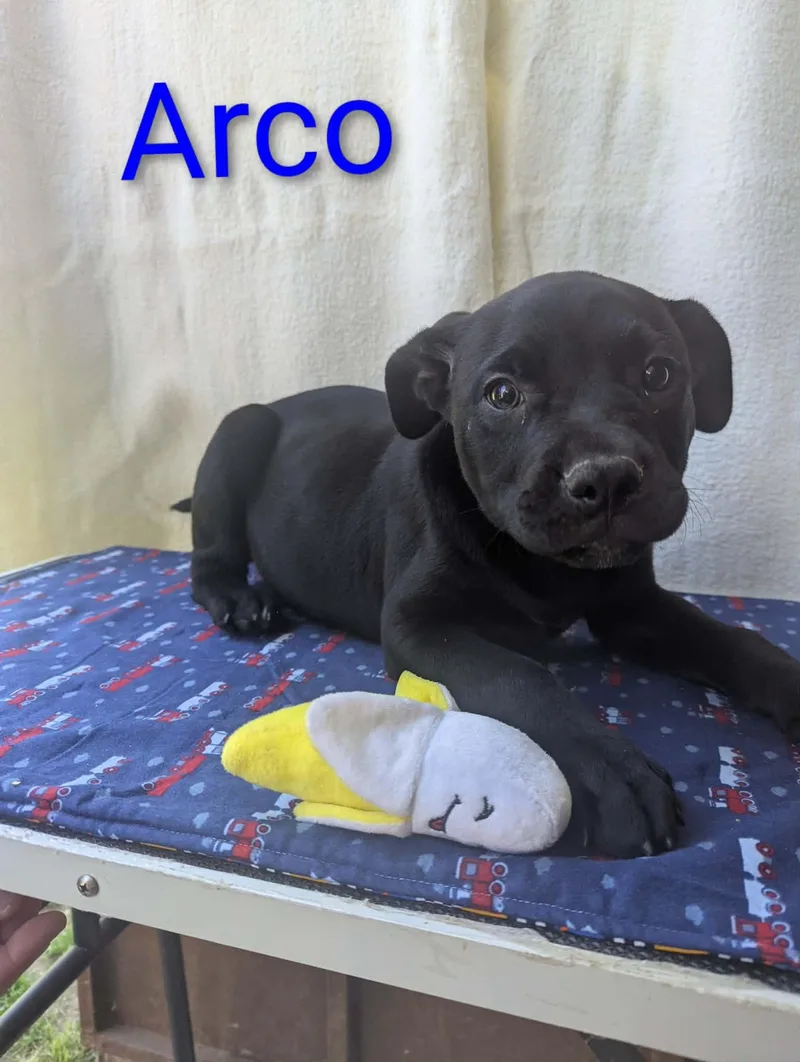 Arco