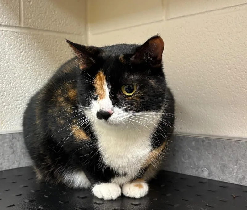 An adult medium-sized female Domestic Short Hair cat named Misaki AC for adoption in Greeneville, TN