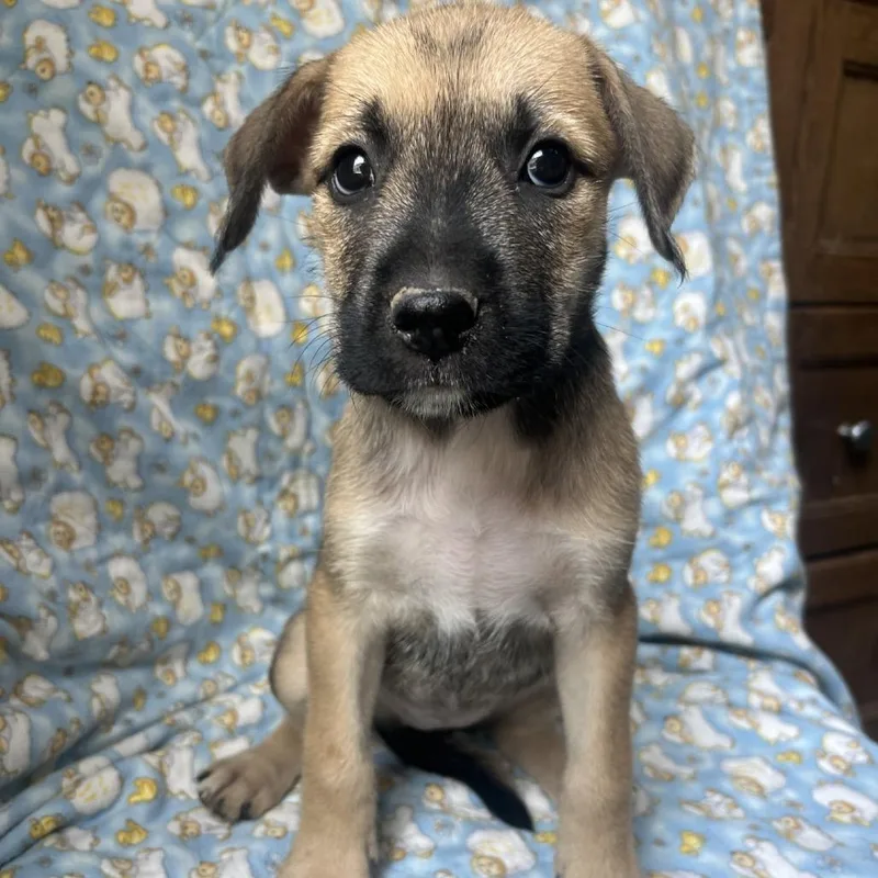A young medium-sized female Yellow / Tan / Blond / Fawn Mixed Breed dog named Rosita for adoption in Fredericksburg, TX