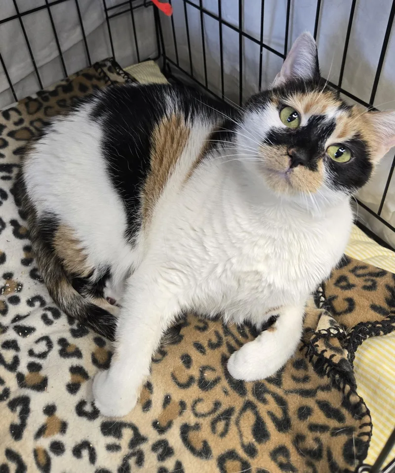 An adult medium-sized female Calico Domestic Short Hair cat named Calise for adoption in Mokena, IL