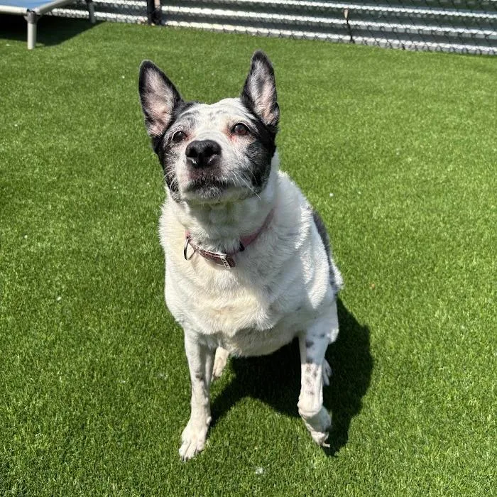 A senior medium-sized female Mixed Breed dog named Speckles for adoption in Pittsburgh, PA