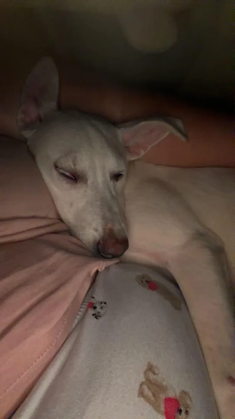 A young small-sized female White / Cream Jack Russell Terrier dog named Mary Jane for adoption in Dayton, TN