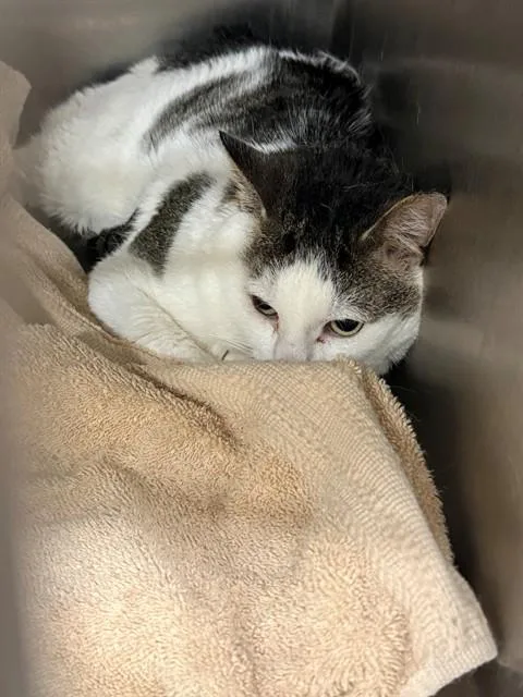 An adult medium-sized male Domestic Short Hair cat named Joker for adoption in Upper Marlboro, MD