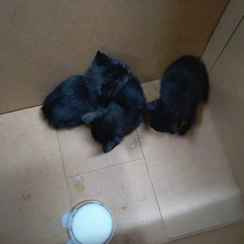 A baby small-sized male Black Domestic Short Hair cat named Whopper Wkh for adoption in Independence, MO