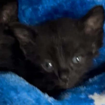 Whopper Wkh thumbnail 2