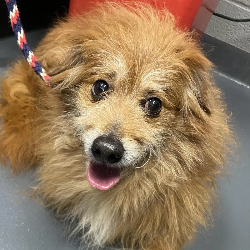 A senior medium-sized male Golden Mixed Breed dog named Alf for adoption in Allentown, PA