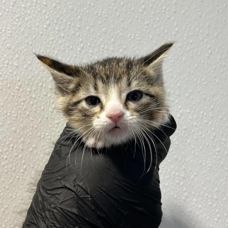 A baby small-sized female Gray / Blue / Silver Domestic Short Hair cat named Shim for adoption in Abilene, TX