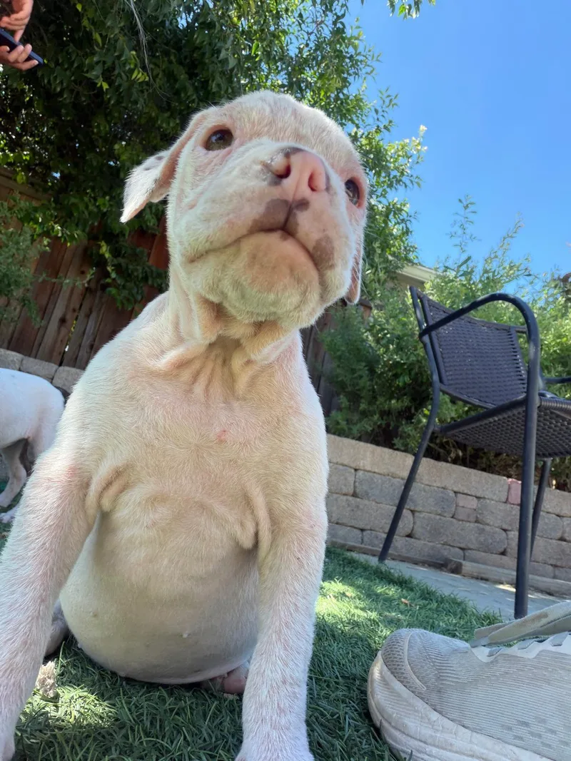 A baby small-sized male English Bulldog dog named Ravioli for adoption in Discovery Bay, CA