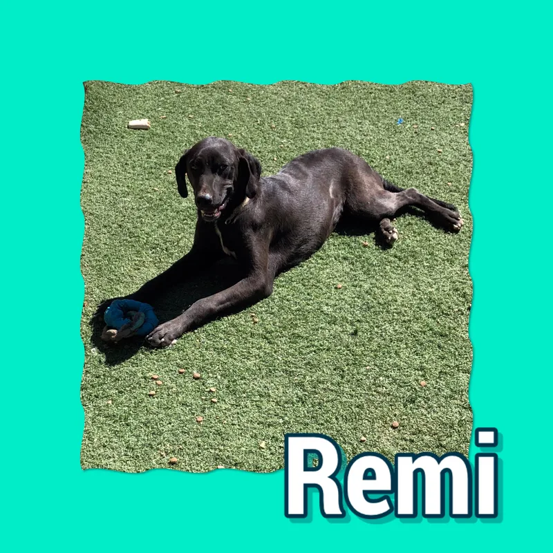 Remi
