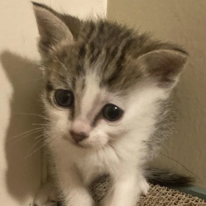 A baby small-sized female White Domestic Short Hair cat named Snowball for adoption in Grantsville, UT