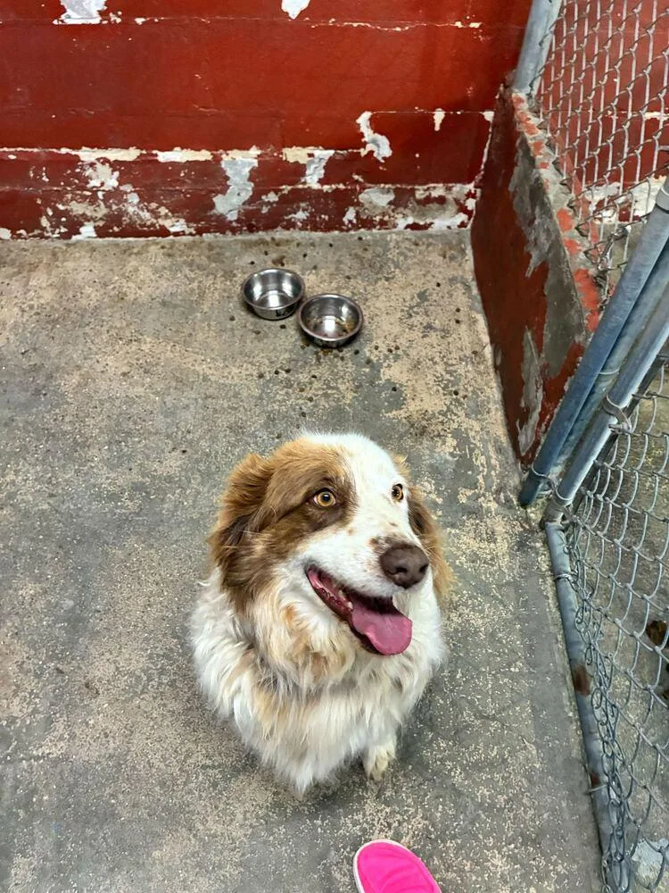 An adult large-sized male Australian Shepherd dog named Wally for adoption in Marietta, GA