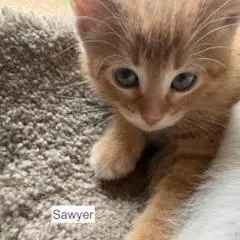 Sawyer C
