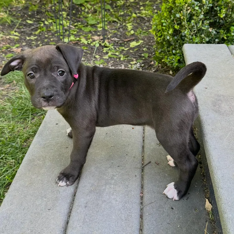 Birdie thumbnail 2